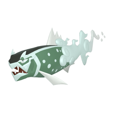 Basculegion Female