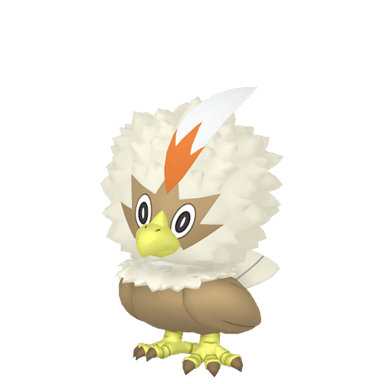 Rufflet (Shiny)